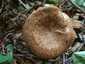 Éger-cölöpgomba (Paxillus rubicundulus), Zemplén